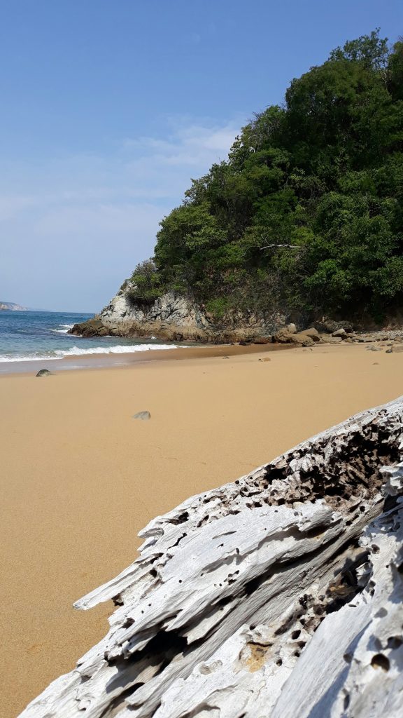 A beach scene with forest cliff in the background and a large mass of driftwood in the foreground.